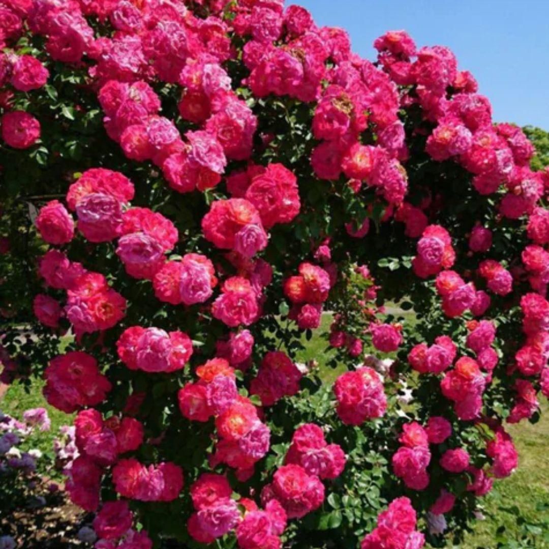 š¹ Elegant Climbing Rose Flower Seeds- 9 Rare and Breathtaking Colors Seeds(IMPORTED)