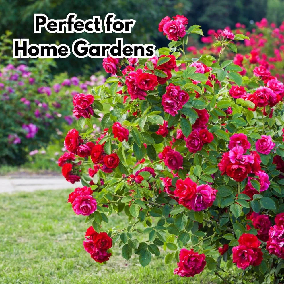 š¹ Elegant Climbing Rose Flower Seeds- 9 Rare and Breathtaking Colors Seeds(IMPORTED)